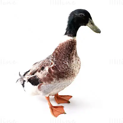 Duck image