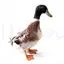 Duck image