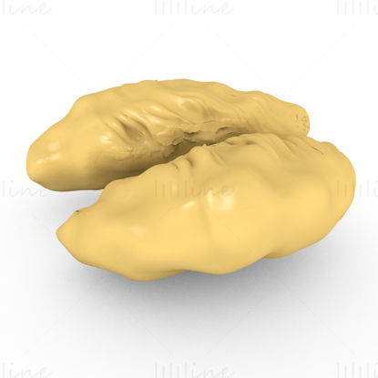 Durian flesh 3d model
