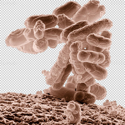 باکتری E. coli png