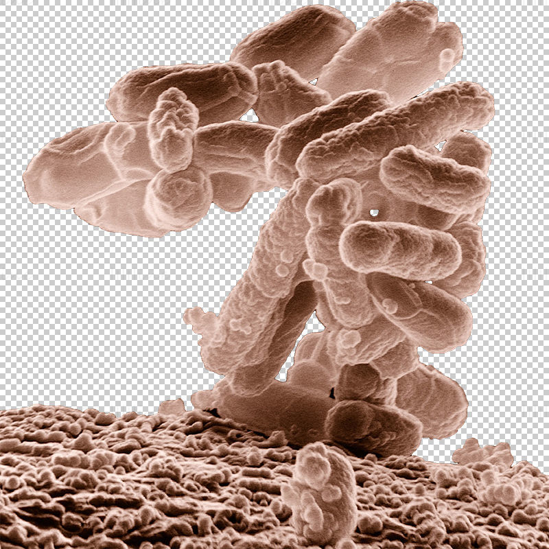 E. coli baktériumok png