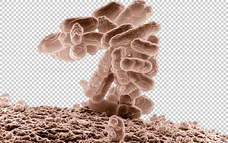 E. coli бактерии png