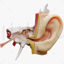 Ear Anatomy Structure Open 3D Model