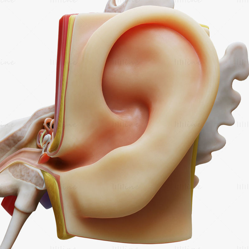 耳の解剖学的構造 Open 3Dモデル