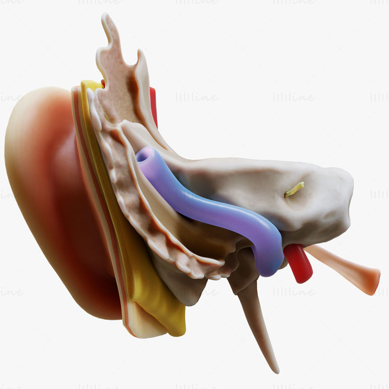 耳の解剖学的構造 Open 3Dモデル