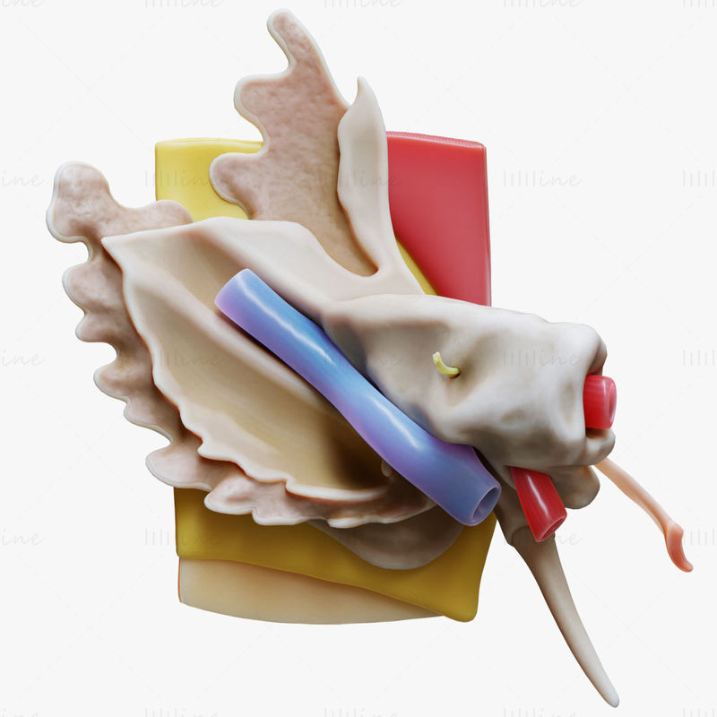 مدل سه بعدی باز ساختار آناتومی گوش