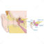 Ear ENT vector