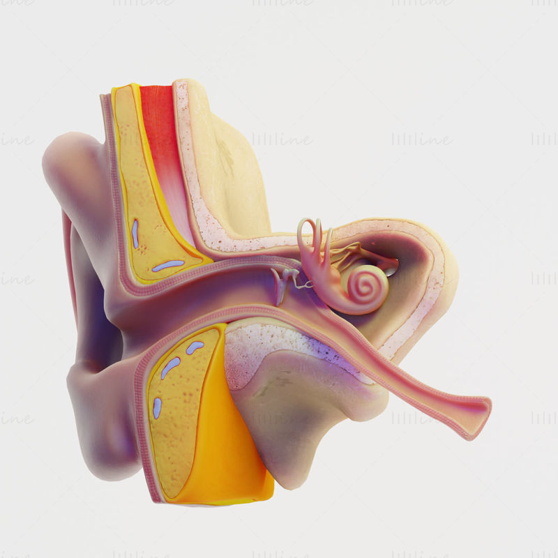 Ear Structure Anatomy Section 3D Model