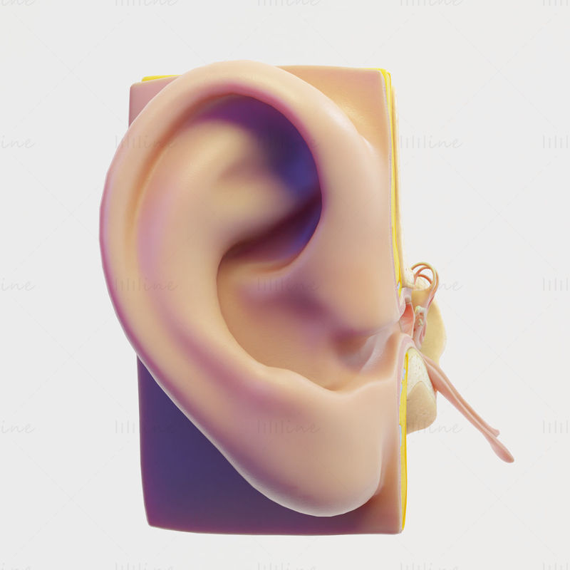 قسم تشريح الأذن نموذج ثلاثي الأبعاد