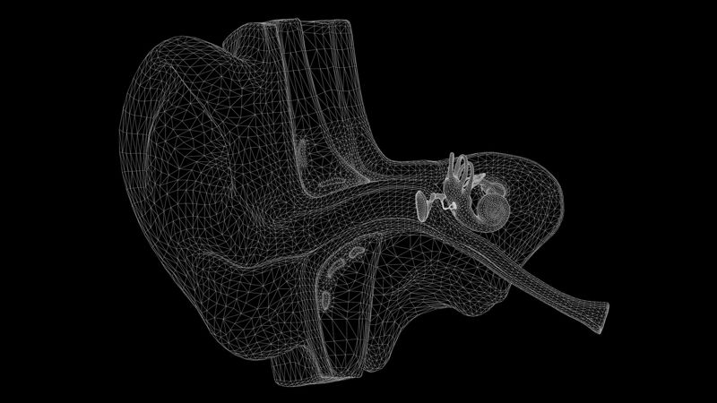 مدل سه بعدی بخش آناتومی ساختار گوش