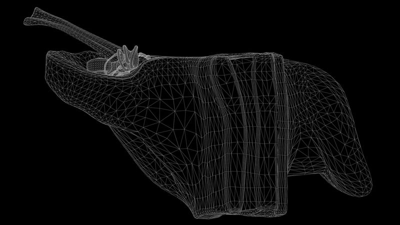 Oorstructuur Anatomie Sectie 3D-model