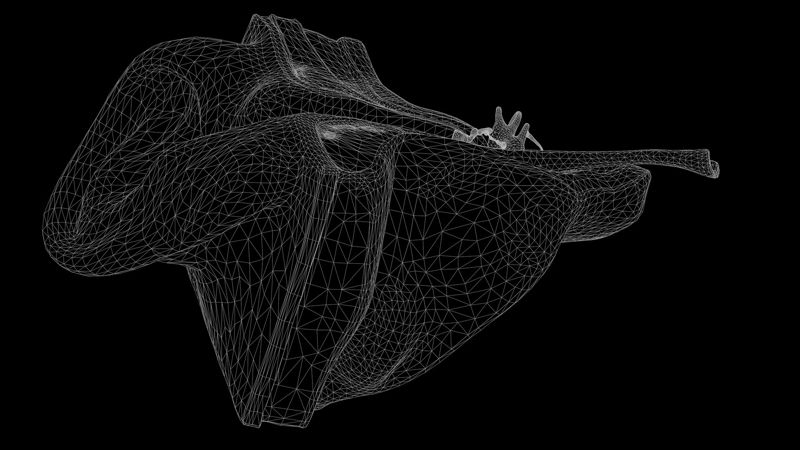 Oorstructuur Anatomie Sectie 3D-model