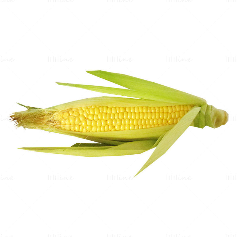 Ears of corn png