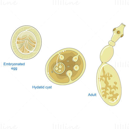 Echinococcus granulosus vector wetenschappelijke illustratie