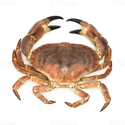 Fotografie cu crab comestibil