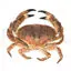 Edible crab brown crab Cancer pagurus photo