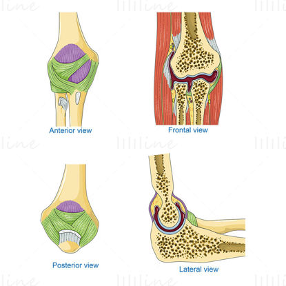 肘の骨のベクトルの科学的な図
