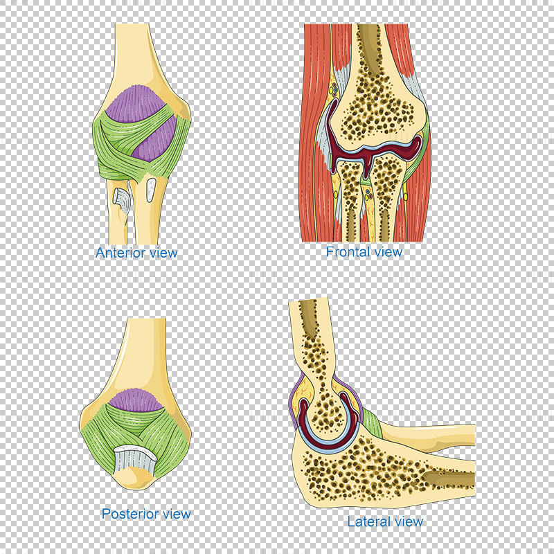 Elbow bone vector scientific illustration
