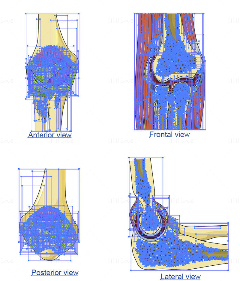 Elbow bone vector scientific illustration