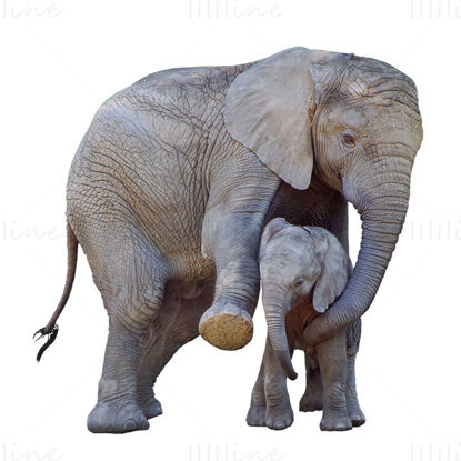 fil anne ve çocuk png
