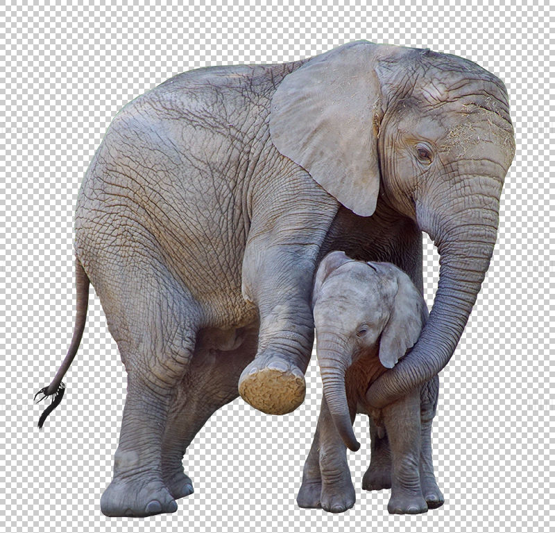 Elephant mother and child png