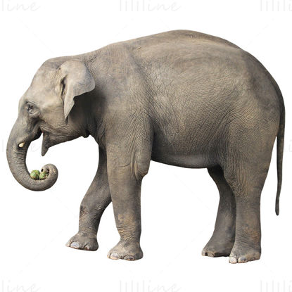 Elephant side view png