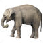 Elephant side view png