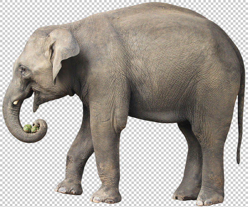 Elephant side view png