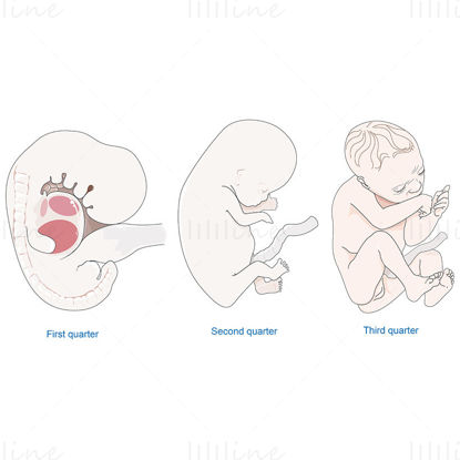Ilustração em vetor embrião feto