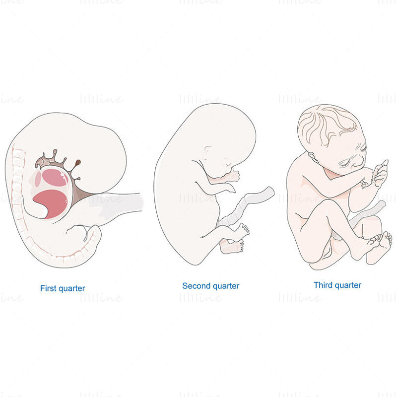 Ilustração em vetor embrião feto