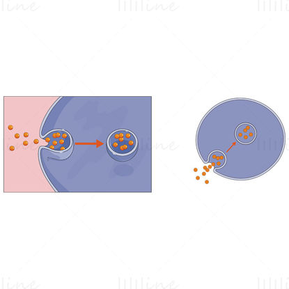 Endocytosis vector