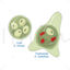 Entamoeba vector scientific illustration