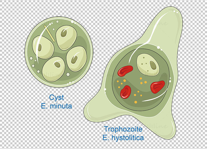 Entamoeba vector scientific illustration