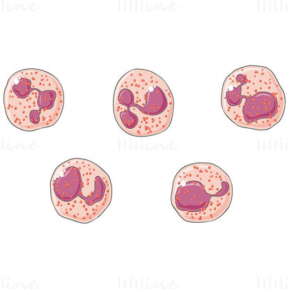 Eosinophil granulocytes vector