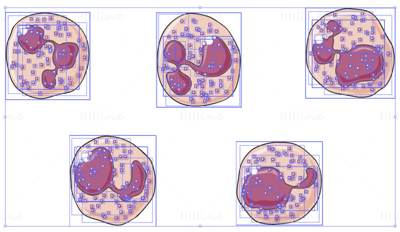 Eosinophil granulocytes vector