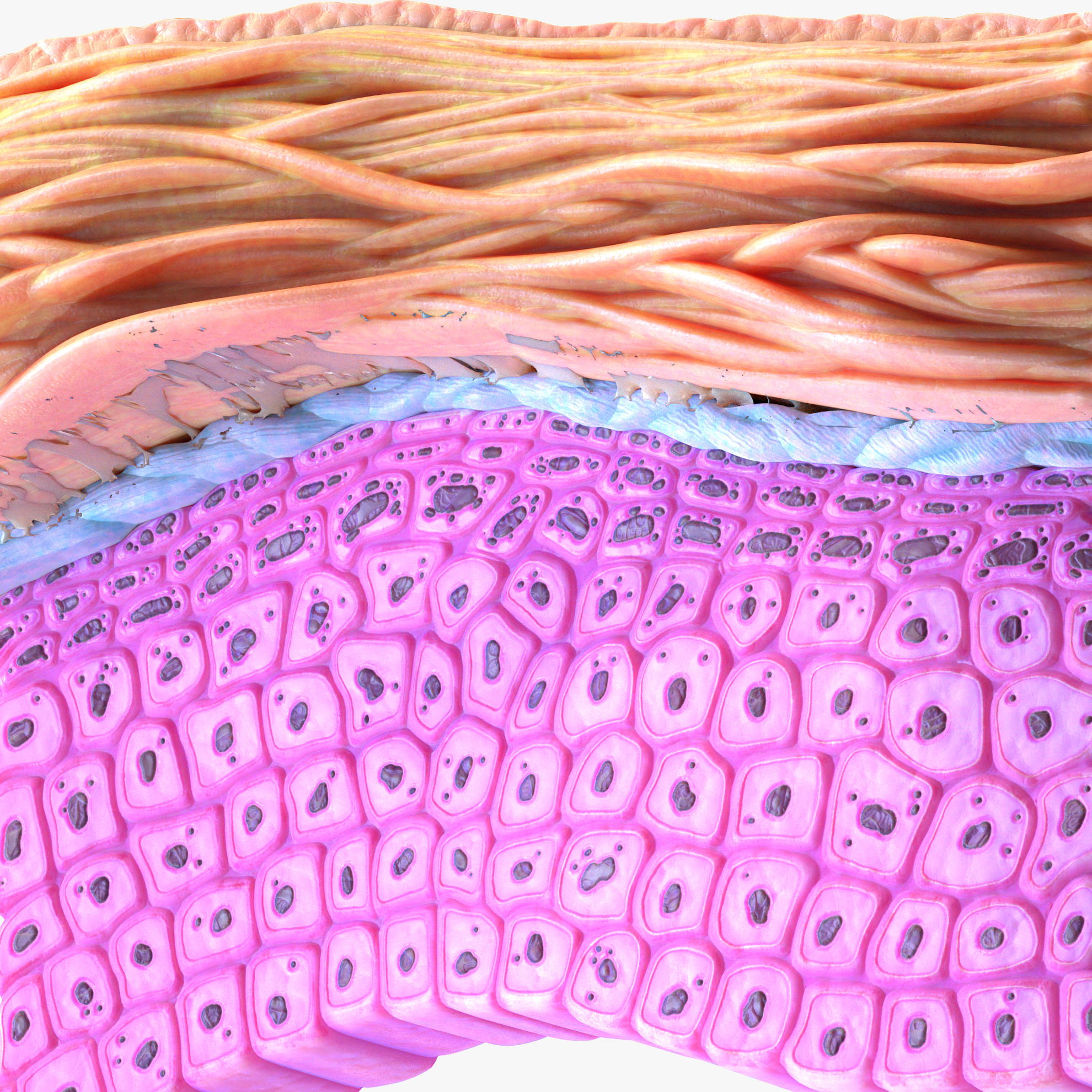 Epidermal Ridges Model