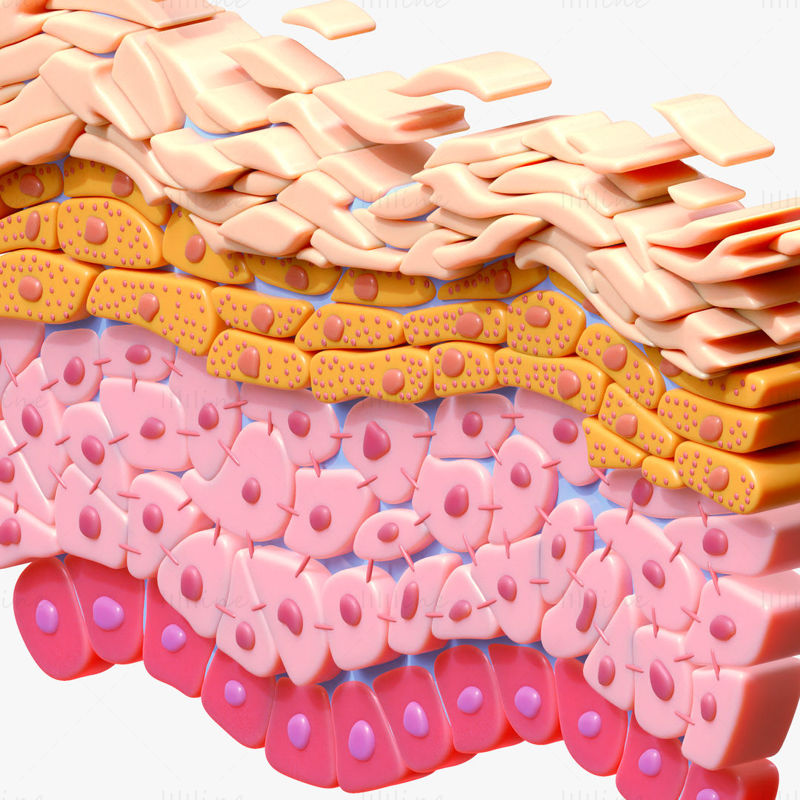 Epidermis Querschnitt Anatomie Haut 3D-Modell