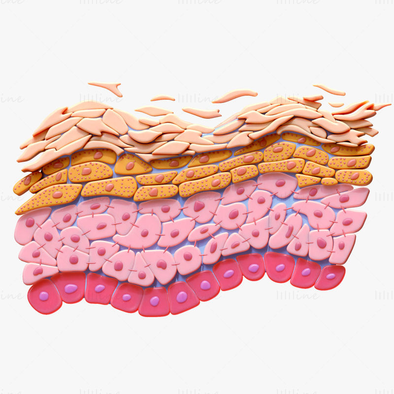 Epidermis Querschnitt Anatomie Haut 3D-Modell