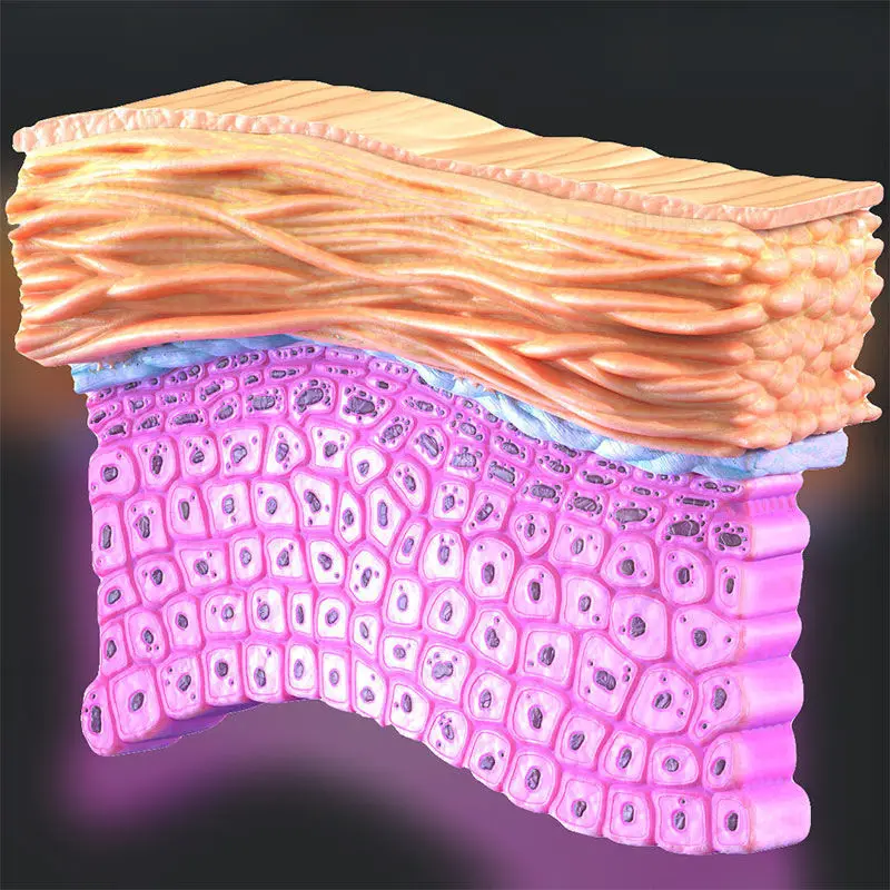 Ilustración médica de la epidermis PNG