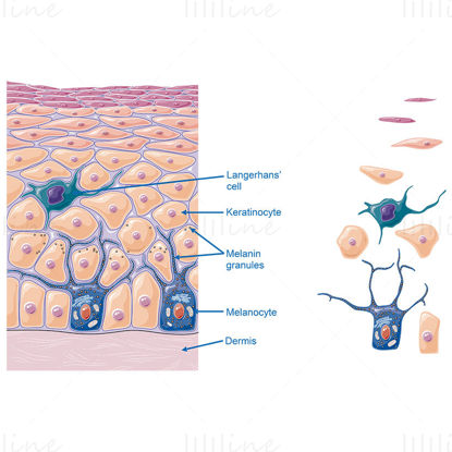 Vektor mikrostruktury epidermis