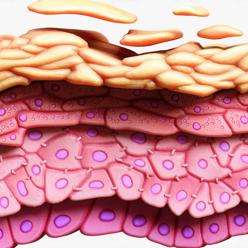 Епидермис Структура на кожата Тъканни клетки 3D модел