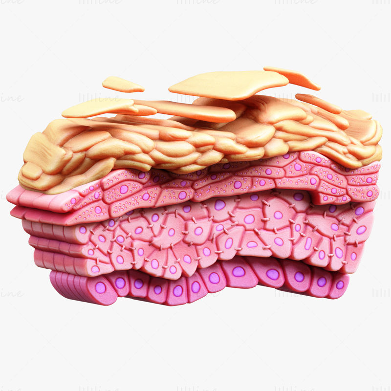Epidermis Skin Structure Tissue Cells 3D Model