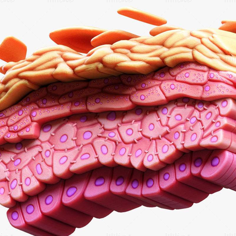 نموذج ثلاثي الأبعاد لخلايا نسيج البشرة