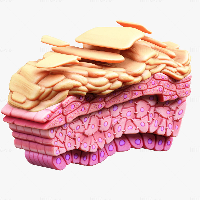 Epidermis Struktura kůže Tkáňové buňky 3D model