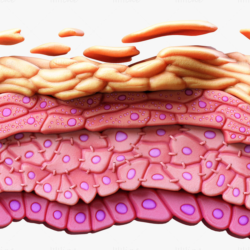 Cellules tissulaires de la structure de la peau de l'épiderme modèle 3D