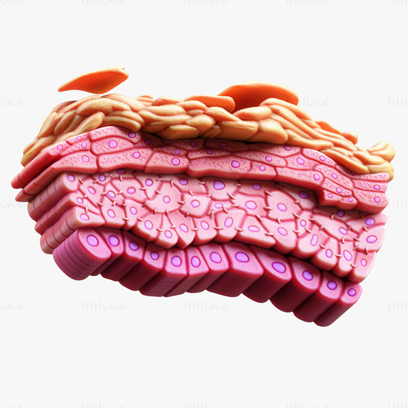 Епидермис Структура на кожата Тъканни клетки 3D модел