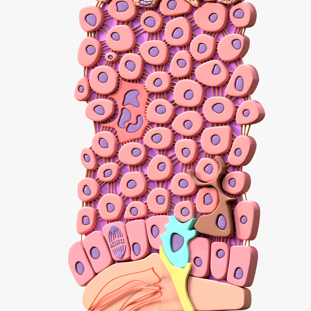 epidermis-structure-cross-section-3d-model