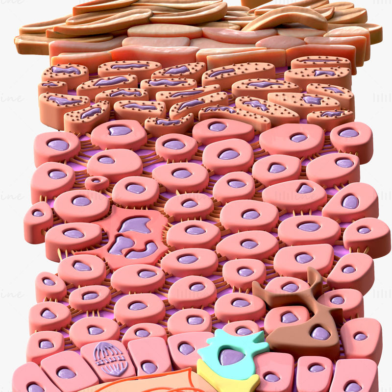 Modèle 3D de la section transversale de la structure de l'épiderme