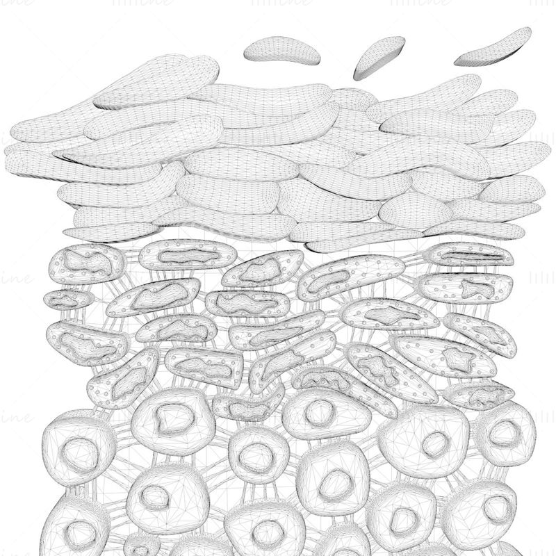 3D модел на напречно сечение на структурата на епидермиса