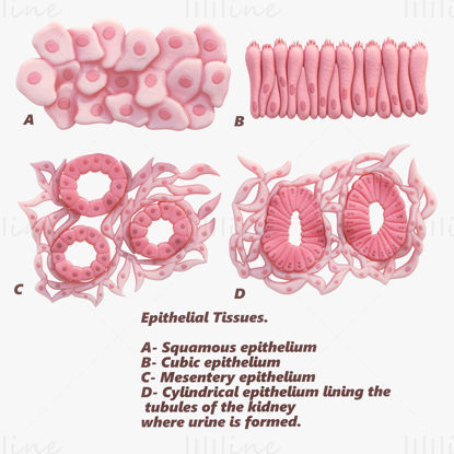 Epithelial Tissues Medical 3D Model